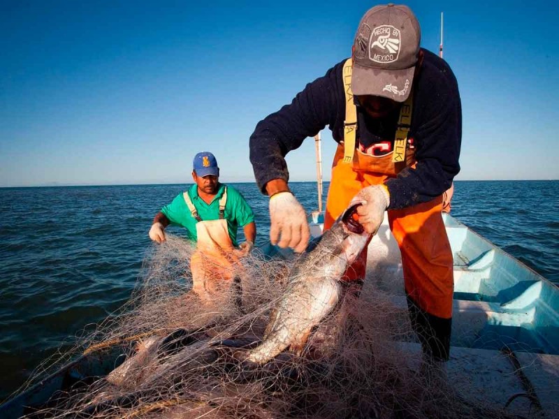 Con cierres totales a la pesca, buscan salvar a la vaquita marina de la extinción