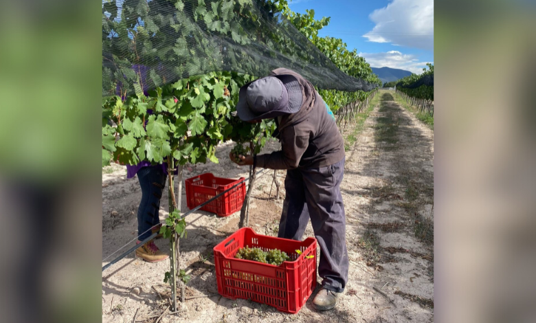 Conozca la sorprendente historia del vino mexicano y los empleos que genera